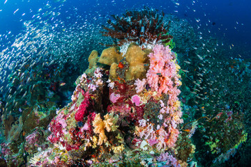 Fototapeta na wymiar Beautiful hard and soft corals surrounded by tropical fish on a colorful, healthy tropical reef in Thailand