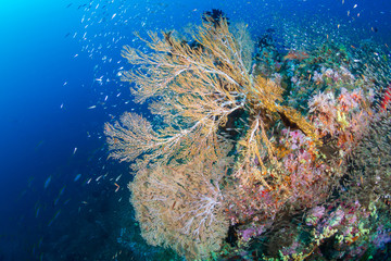 Fototapeta na wymiar Schools of tropicalfish and glassfish swimming around a huge, delicate seafan on a tropical coral reef in Thailand's Similan Islands
