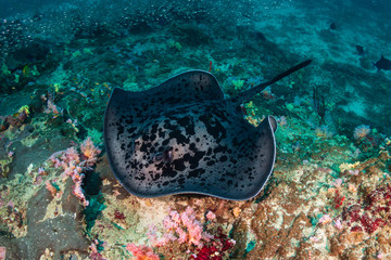 Underwater photo of a large Marble Ray (Blotched fantail stingray) on a colorful tropical coral reef
