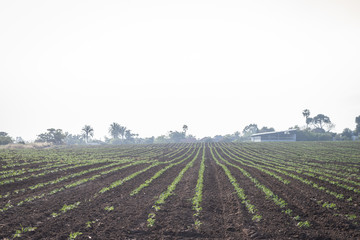 Fototapeta na wymiar Rows of plants in agricultural fields in Israel