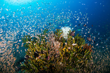 Naklejka na ściany i meble Tropical fish and glassfish around thriving, colorful hard corals on a tropical coral reef system in Thailand