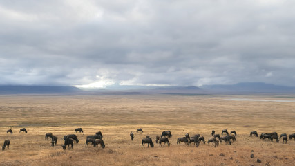 wildebeest herd and lake inside ngorongoro crater