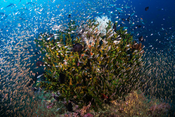 Tropical fish and glassfish around thriving, colorful hard corals on a tropical coral reef system in Thailand