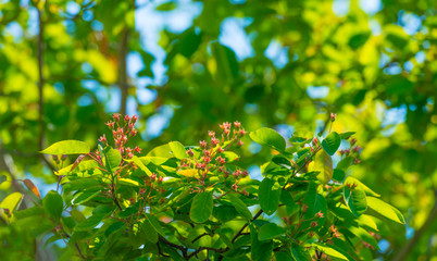 Blossoms in an deciduous tree in a garden below a blue sky in sunlight in spring