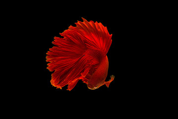 The moving moment colorful Betta fish, Siamese fighting fish in isolated on black background. 