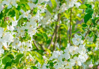Bumblebee searching for nectar in a blossoming apple tree in sunlight in spring