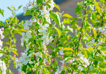 Bumblebee searching for nectar in a blossoming apple tree in sunlight in spring