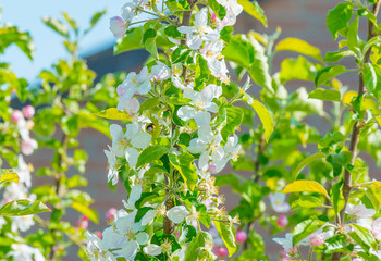 Bumblebee searching for nectar in a blossoming apple tree in sunlight in spring