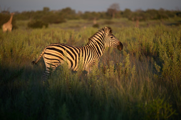 Obraz premium A herd of zebras grazing in the African savanna of Botswana.