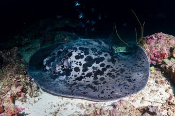 A huge Marbled Ray ( blotched fantail ray ) swimming on a deep, colorful tropical coral reef in...