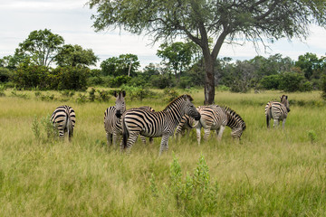 Obraz premium A herd of zebras grazing in the African savanna of Botswana.