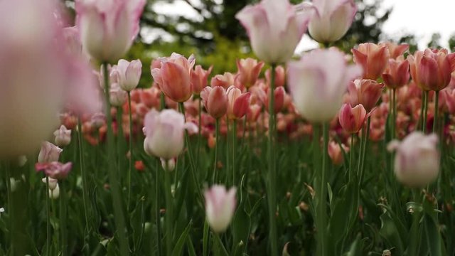 Beautiful pink and red tulips from Dow's Lake annual Tulip Festival in Ottawa, Ontario, Canada.