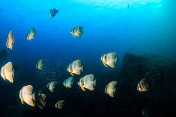 Fototapeta na wymiar Underwater image of a school of Longfin Batfish (Spadefish) in a clear, blue, tropical ocean
