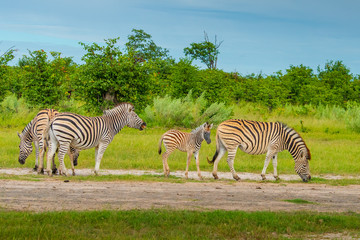 Fototapeta na wymiar A herd of zebras grazing in the African savanna of Botswana.