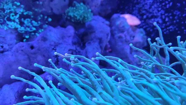 Coral and marine life are bred in aquarium tanks. Blue LED light from above for lighting. Slow water flow in aquarium water is made to help with ventilation.