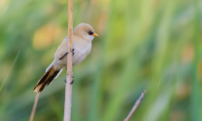 Panurus biarmicus, Bearded Reedling, Bearded tit. In the early morning, a young bird sits on a reed stalk near the river