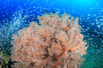 Fototapeta na wymiar Glassfish swarming around delicate Sea Fans on a tropical coral reef at Koh Tachai island in Thailand