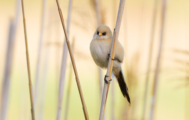 Panurus biarmicus, Bearded Reedling, Bearded tit. In the early morning, a young bird sits on a reed stalk near the river