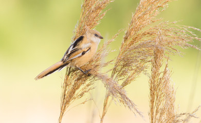 Panurus biarmicus, Bearded Reedling, Bearded tit. In the early morning, a young bird sits on a reed stalk near the river