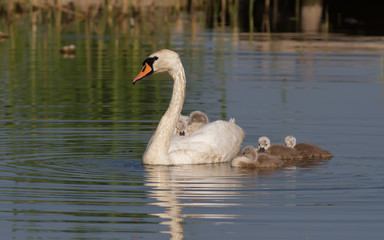 Cygnus olor, Mute Swan. Early in the morning the female swan with her chicks swimming on the river