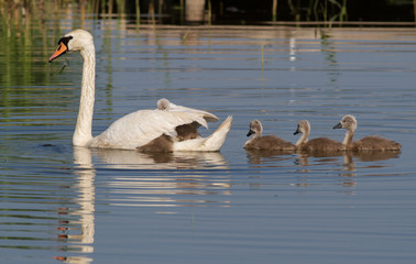 Cygnus olor, Mute Swan. Early in the morning the female swan with her chicks swimming on the river