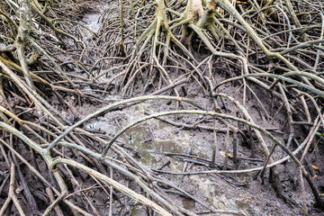 The roots of the coastal trees that spread throughout the area.