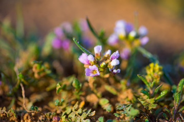 Small wild flowers in steppes in spring