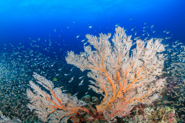 Fototapeta na wymiar Glassfish around beautiful, fragile seafans on a healthy thriving tropical coral reef