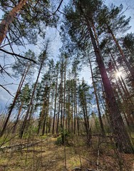 Fototapeta premium pine tree forest