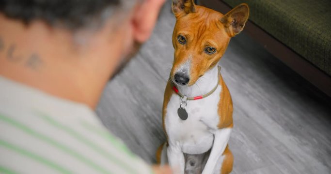 Man at home train his pet dog to give paw high five. Cute adorable basenji puppy dog learns new tricks. Hobbies and activities to do at home on rainy days