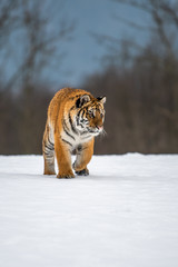 Siberian Tiger running in snow. Beautiful, dynamic and powerful photo of this majestic animal. Set in environment typical for this amazing animal. Birches and meadows