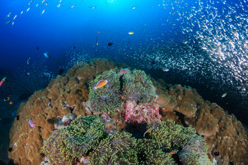 Fototapeta na wymiar Pink Skunk Clownfish on a colorful, healthy, underwater tropical coral reef in Thailand