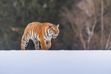 Siberian Tiger running in snow. Beautiful, dynamic and powerful photo of this majestic animal. Set in environment typical for this amazing animal. Birches and meadows