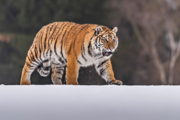 Siberian Tiger running in snow. Beautiful, dynamic and powerful photo of this majestic animal. Set in environment typical for this amazing animal. Birches and meadows
