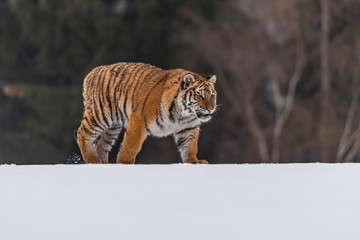 Siberian Tiger running in snow. Beautiful, dynamic and powerful photo of this majestic animal. Set in environment typical for this amazing animal. Birches and meadows