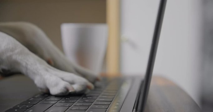 Cute and funny dog paws type text on keyboard. Dog puppy works from home on laptop. Stay productive and connected during self isolation. Business dog write email