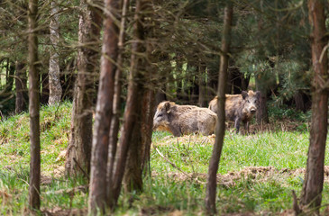 Two wild pig, swine stnding on forest