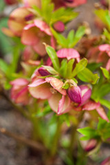 hellebore flowers in the garden
