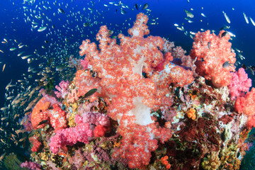 Beautiful hard and soft corals surrounded by tropical fish on a colorful, healthy tropical reef in Thailand
