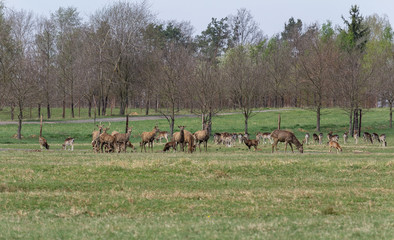 Herd of deer on green pasture