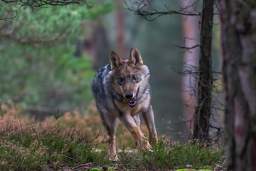 Lone wolf running in autumn forest Czech Republic