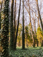 Ivy on Tree, Ivy growing up on a large tree in this Summer woods .