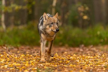 Lone wolf running in autumn forest Czech Republic