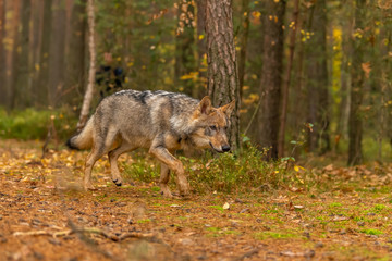 Lone wolf running in autumn forest Czech Republic