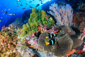 Underwater image of a family of cute banded Clownfish (Clarks Anemonefish) on a tropical coral reef...