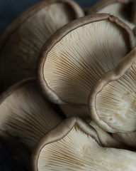 Oyster mushroom. Close up. Macro photography of mushrooms