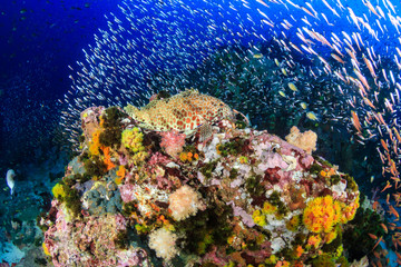 Beautiful hard and soft corals surrounded by tropical fish on a colorful, healthy tropical reef in Thailand