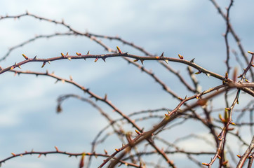 Fototapeta na wymiar rosehip branches in spring with spikes concept of unfreedom, barbed wire, imprisonment