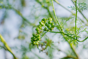 Coriander plant buds in the vegetable garden outdoor cool view