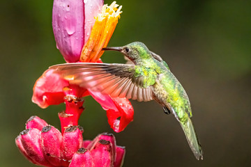Blue hummingbird Violet Sabrewing flying next to beautiful red flower. Tinny bird fly in jungle. Wildlife in tropic Costa Rica. Two bird sucking nectar from bloom in the forest. Bird behaviour